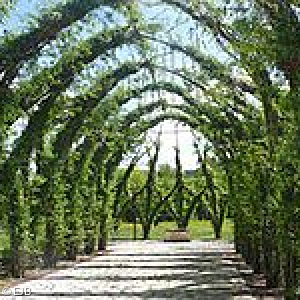 Weidenkirche Innenraum